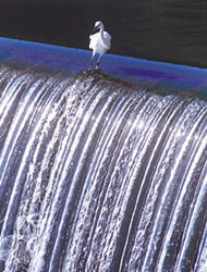 特別賞<br />水道技術研究センター会長賞『水景』