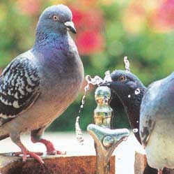 特別賞<br />給水工事技術振興財団理事長賞『ちょっと一口』