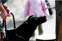 特別賞<br />給水工事技術振興財団理事長賞『水分補給』