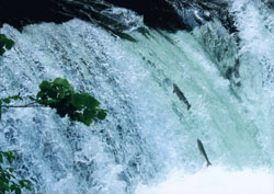 特別賞<br />水道産業新聞社社長賞『清流に飛ぶ』