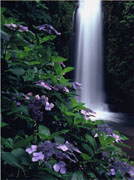 『滝水に映える』