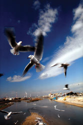 ５０回記念特別賞<br />水道産業新聞社社長賞『大和川寸景』