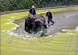 ５０回記念特別賞<br />水道産業新聞社社長賞『始まり』