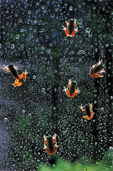 グランプリ（厚生労働大臣賞）『朝　露』