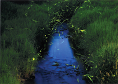 優秀賞「水と自然」『甘い水』