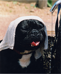 特別賞<br />水道技術研究センター理事長賞『真夏日』