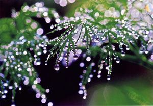 特別賞<br />日本水道工業団体連合会会長賞『真珠のしずく』