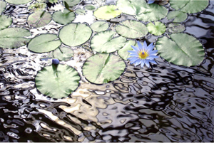 特別賞<br />審査委員長賞『さざ波』