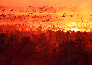 特別賞<br />日本水道協会会長賞『ハス沼昇陽』