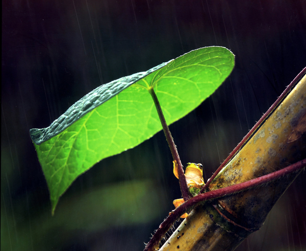 グランプリ（厚生労働大臣賞）『雨やどり』
