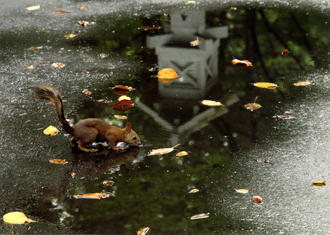 『参道の恵み』