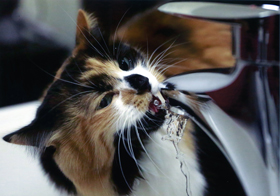 『キャッチ！』