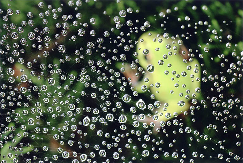 特別賞<br />審査委員長賞『かくれんぼ』