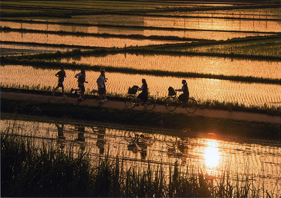 グランプリ（厚生労働大臣賞）『水田地帯』