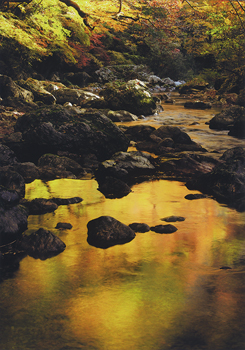 特別賞<br />日本ダクタイル鉄管協会会長賞『黄金の秋』