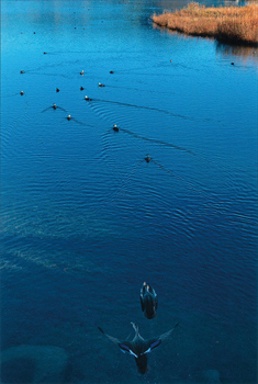 水道産業新聞社社長賞『早朝の鴨池』