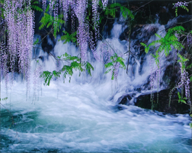 『清流に咲く』