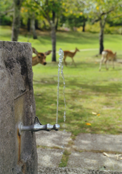 特別賞<br />給水工事技術振興財団理事長賞『おいしそう』