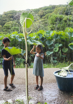 特別賞<br />日本ダクタイル鉄管協会会長賞『蓮でシャワー』