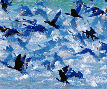 特別賞<br />全国上下水道コンサルタント協会会長賞『飛沫』