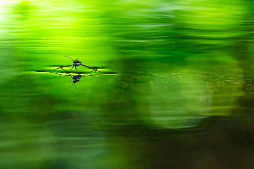 デジタル部門大賞『一人静かに』