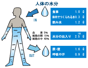 人体の水の割合の図