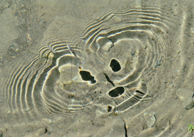 『アメンボがデザイナー』